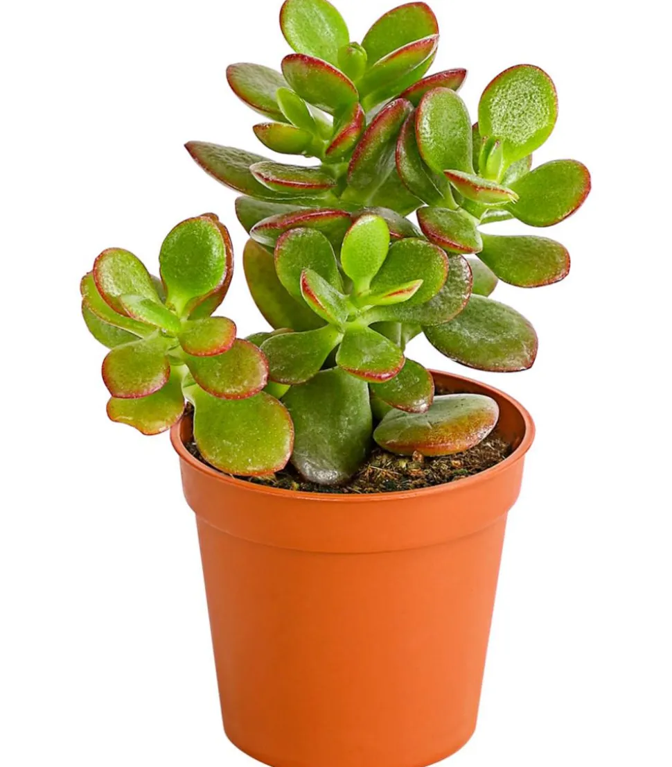 Dickblatt - Crassula ovata minor