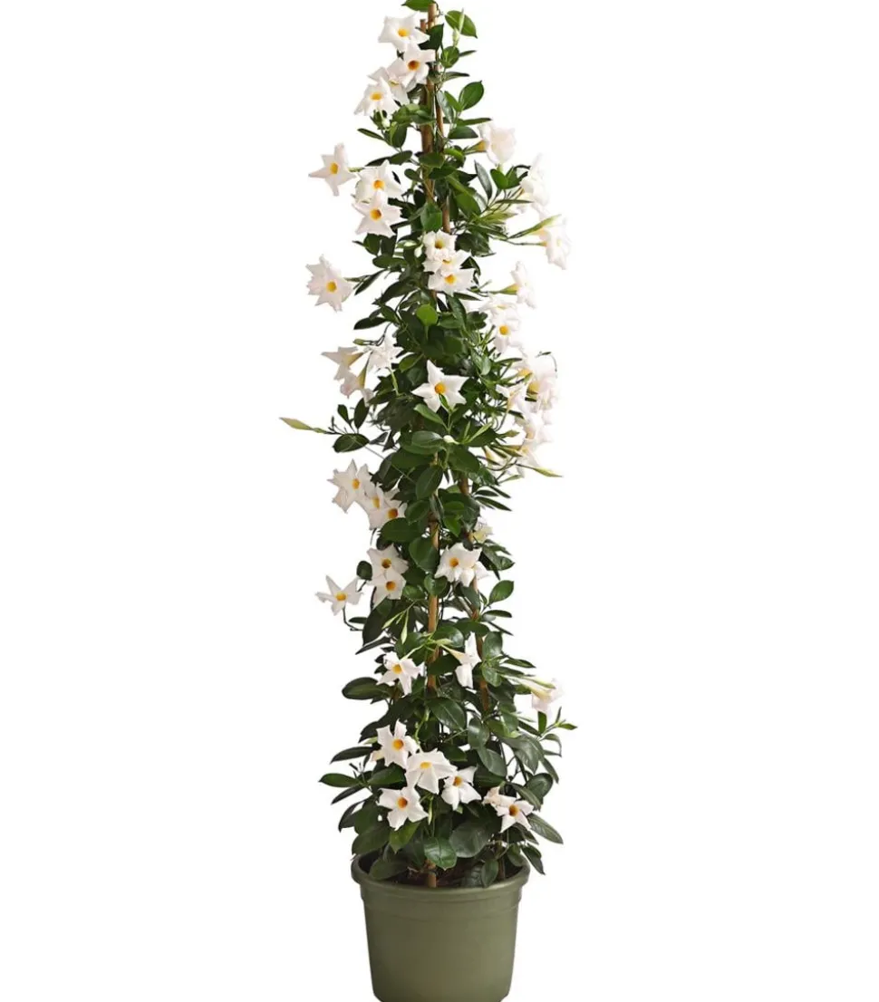 Dipladenie, Pyramide