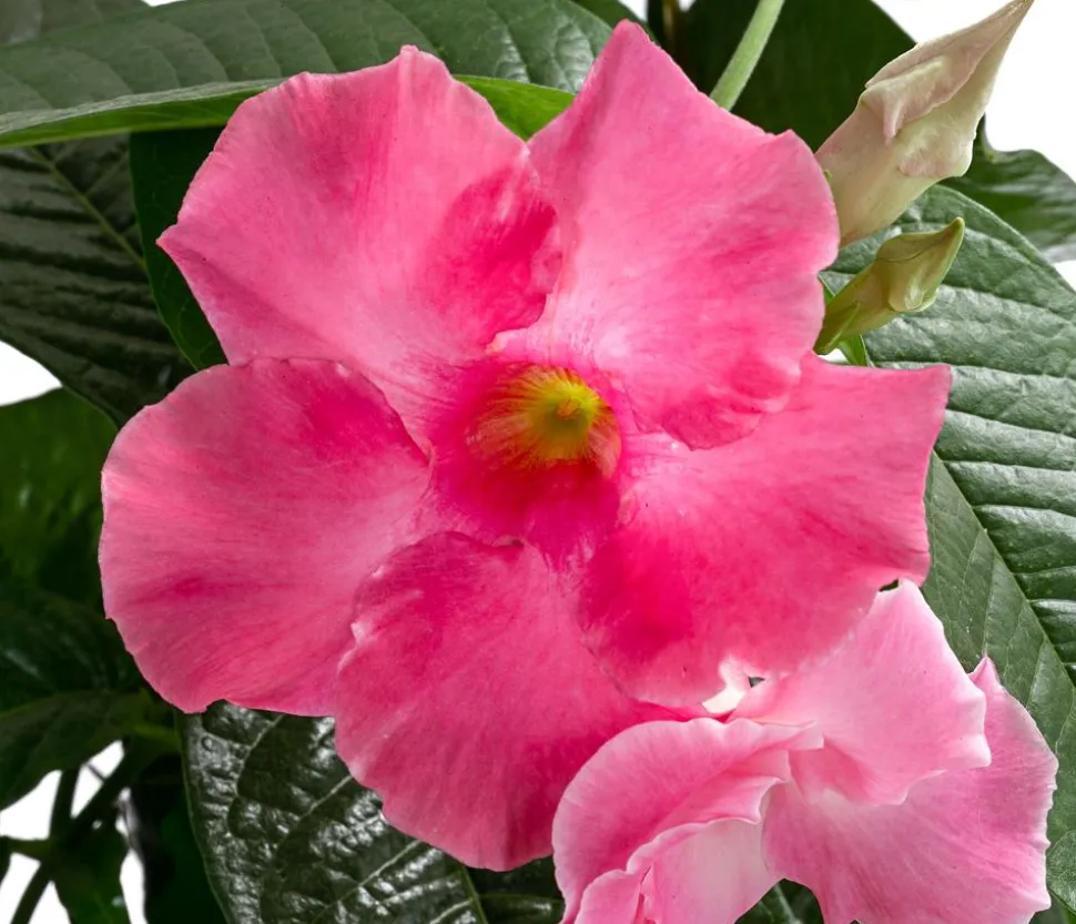 Dipladenie, Pyramide, rosa