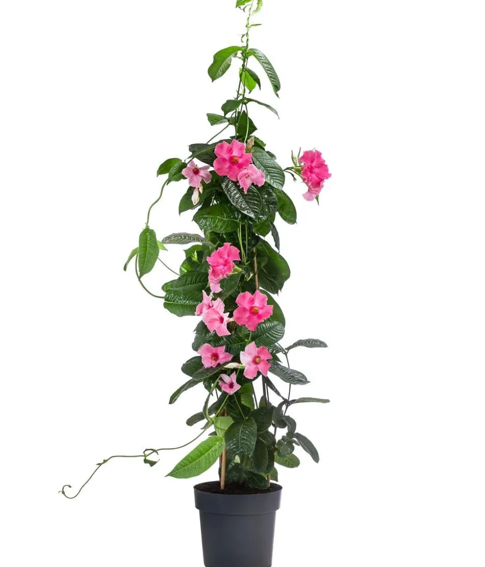Dipladenie, Pyramide, rosa