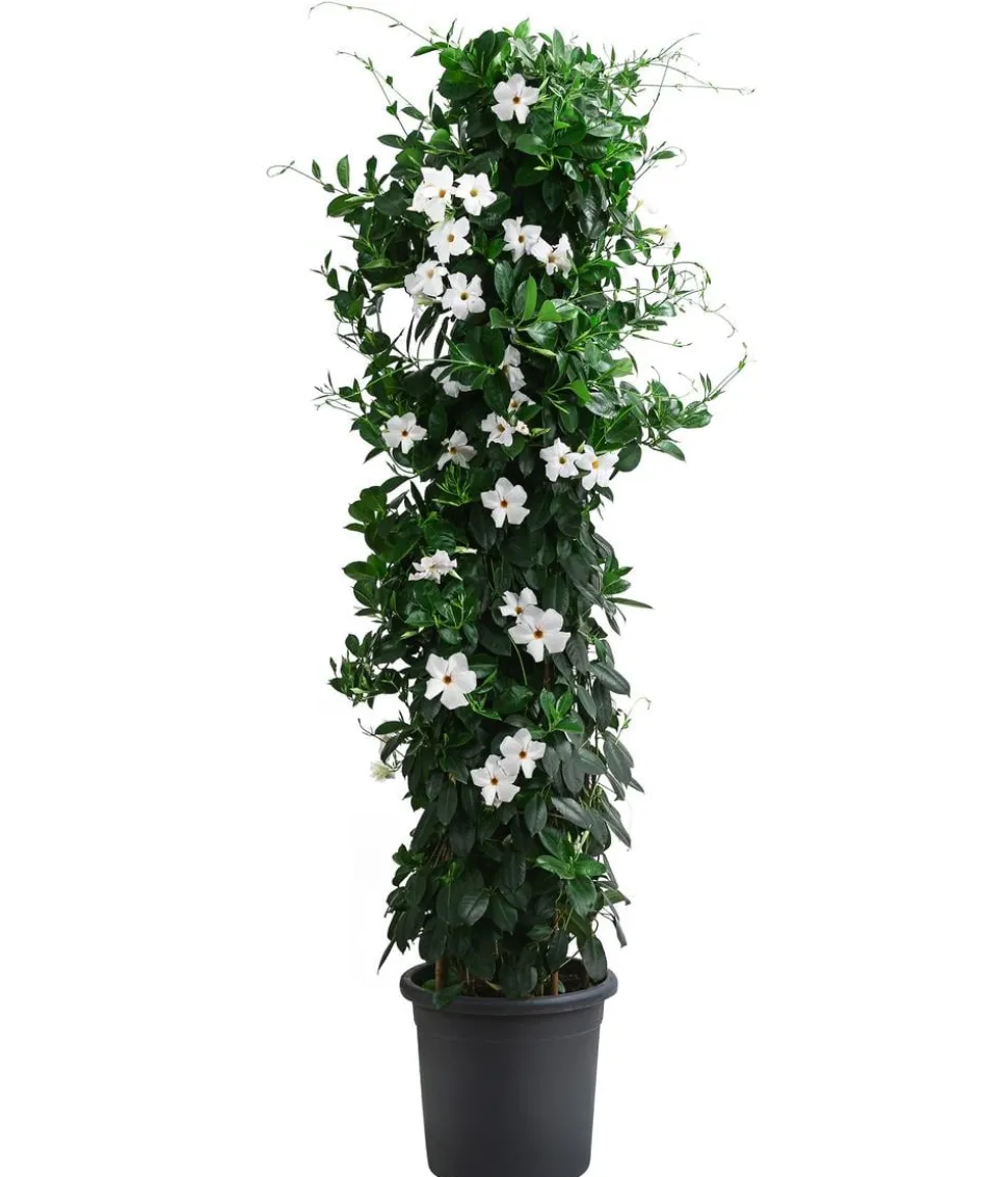 Dipladenie, Pyramide, verschiedene Farben