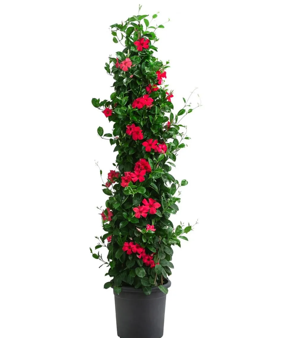 Dipladenie, Pyramide, verschiedene Farben