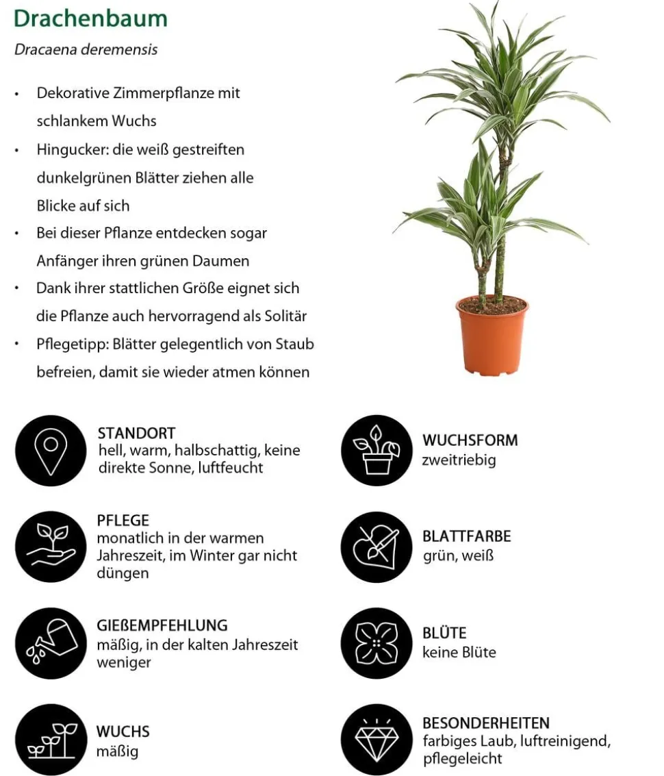Drachenbaum - Dracaena deremensis 'White Stripe'