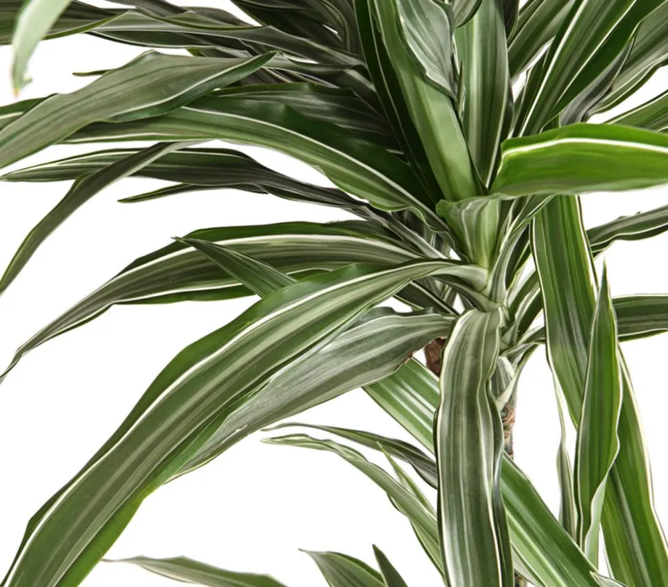 Drachenbaum - Dracaena deremensis 'White Stripe'