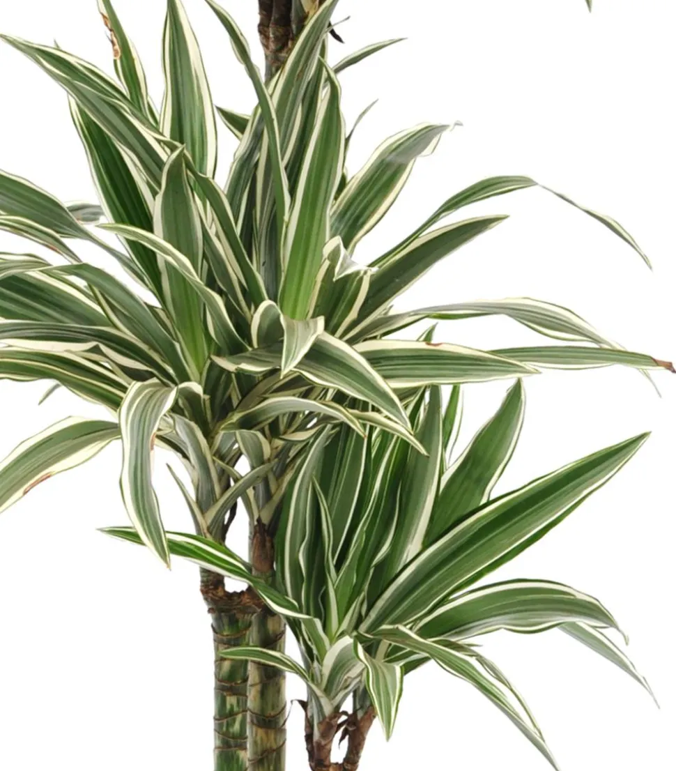 Drachenbaum - Dracaena deremensis 'White Stripe'