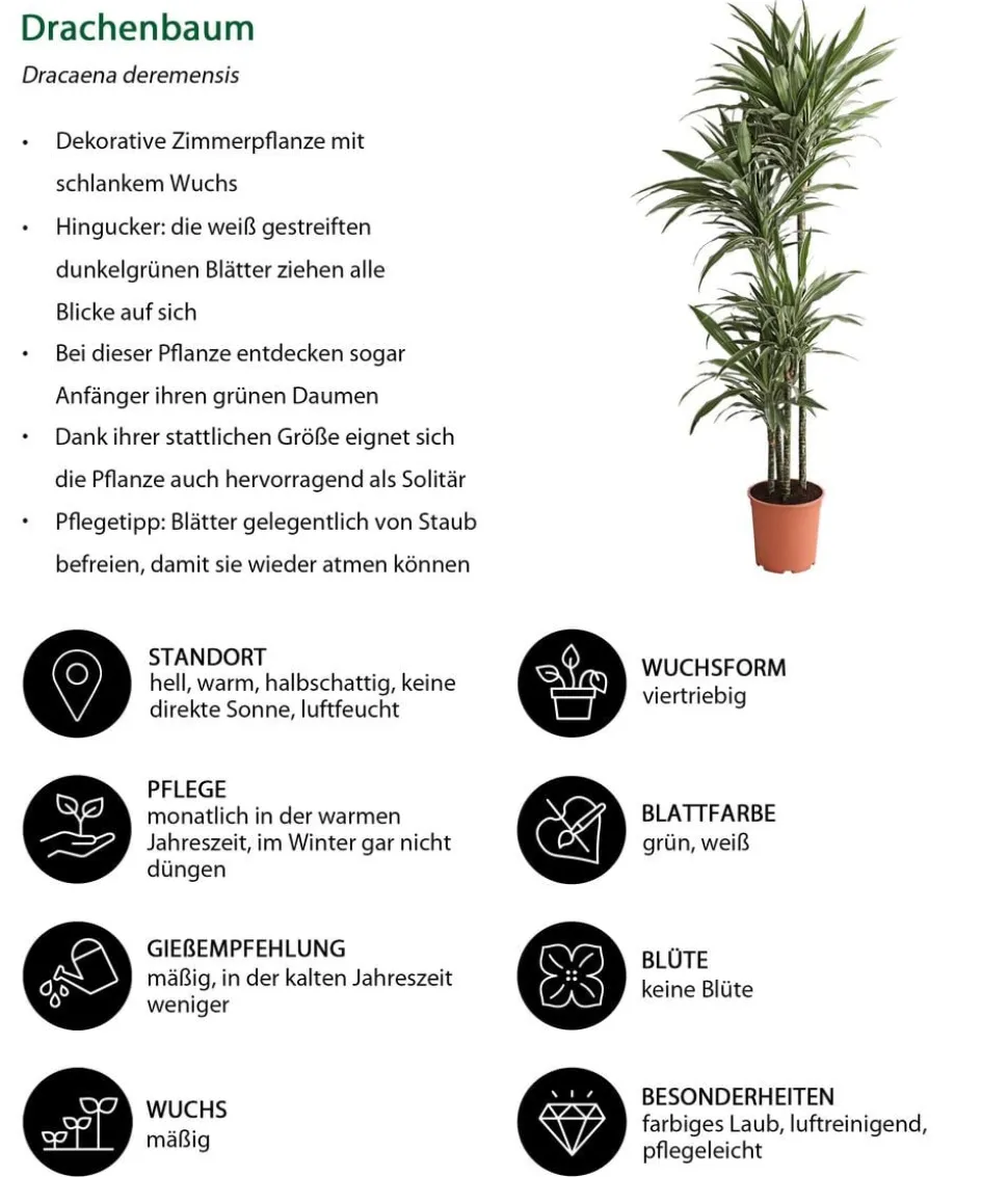 Drachenbaum - Dracaena deremensis 'White Stripe'