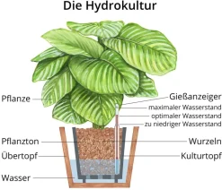 Drachenbaum - Dracaena fragrans 'Hawaiian Sunshine', Hydrokultur