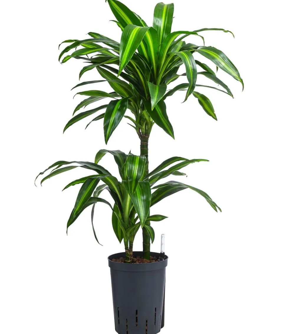 Drachenbaum - Dracaena fragrans 'Hawaiian Sunshine', Hydrokultur
