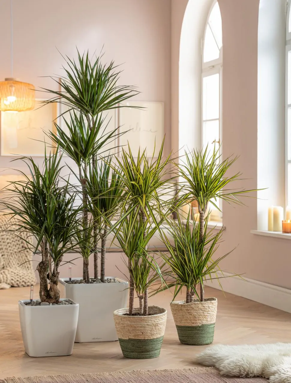 Drachenbaum - Dracaena fragrans 'Lemon Lime'