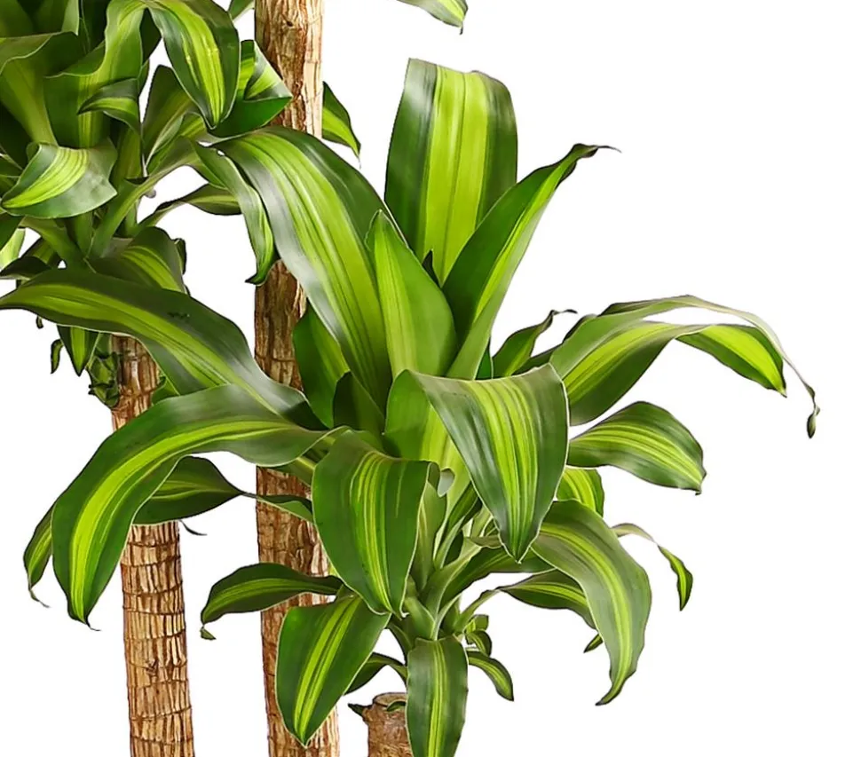 Drachenbaum - Dracaena fragrans 'Massangeana'