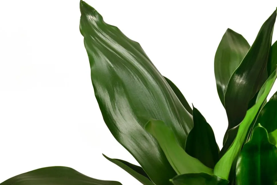 Drachenbaum - Dracaena fragrans 'Lisa'