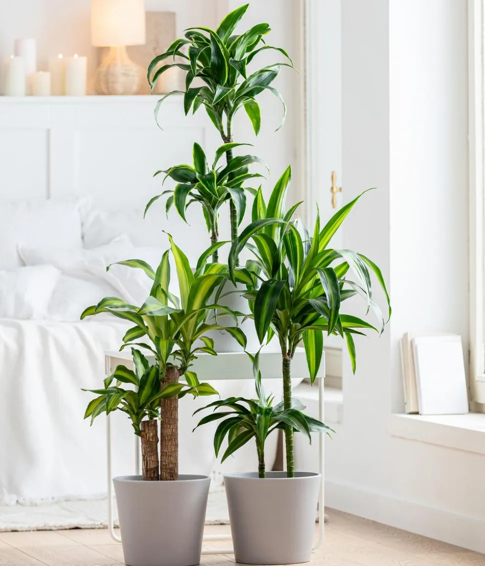 Drachenbaum - Dracaena fragrans 'Lemon Lime'