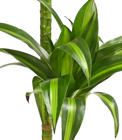 Drachenbaum - Dracaena fragrans 'Lemon Lime'