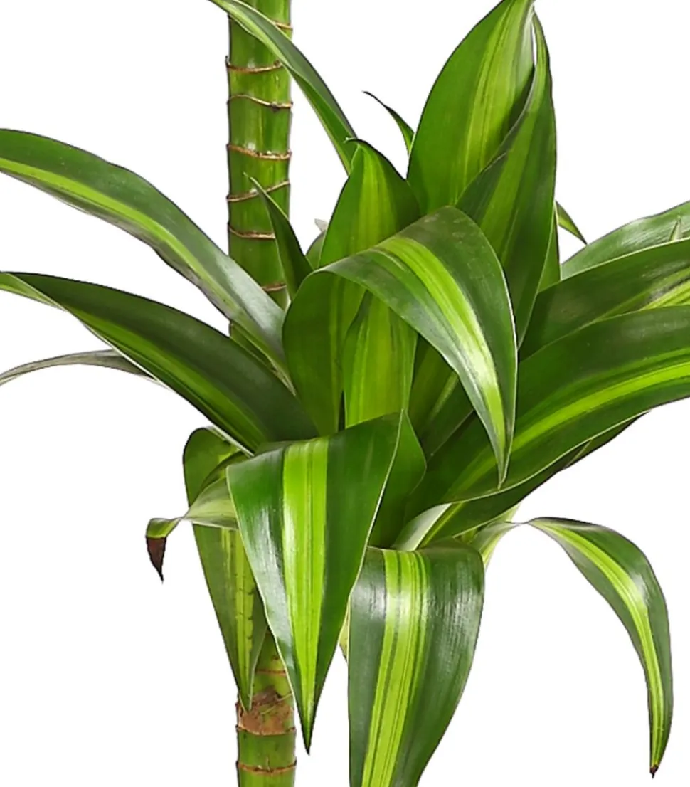 Drachenbaum - Dracaena fragrans 'Lemon Lime'