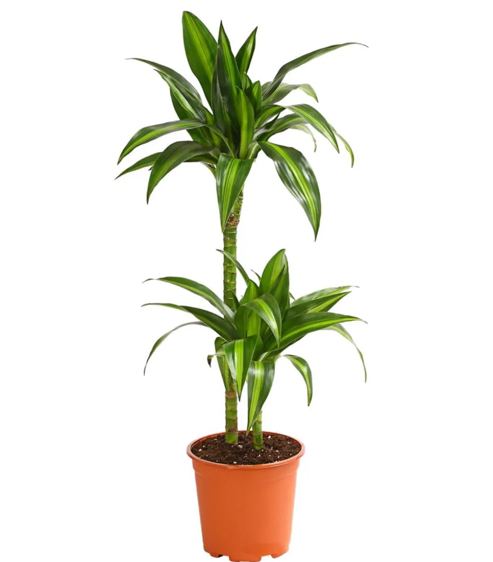 Drachenbaum - Dracaena fragrans 'Lemon Lime'