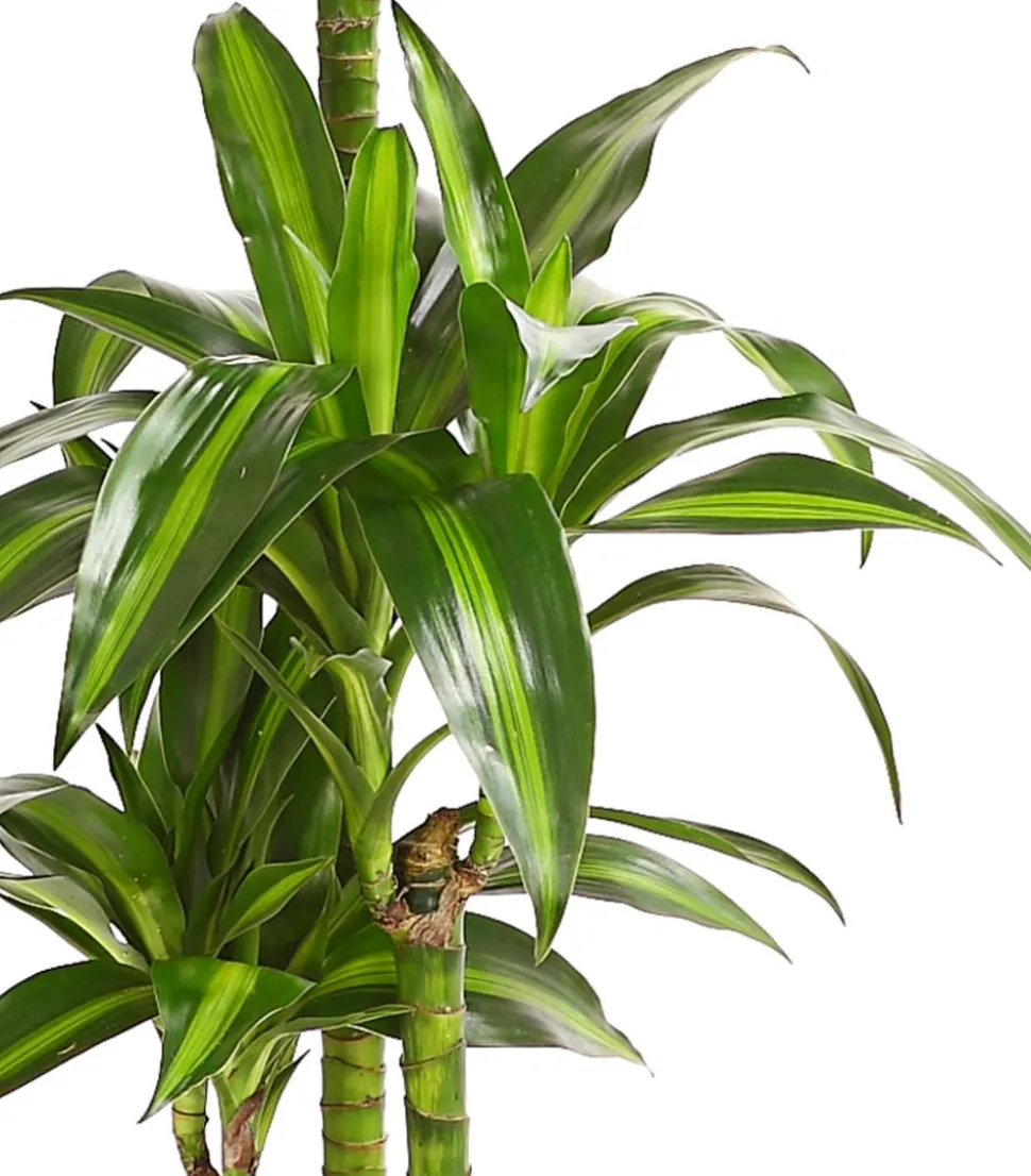 Drachenbaum - Dracaena fragrans 'Hawaiian Sunshine'
