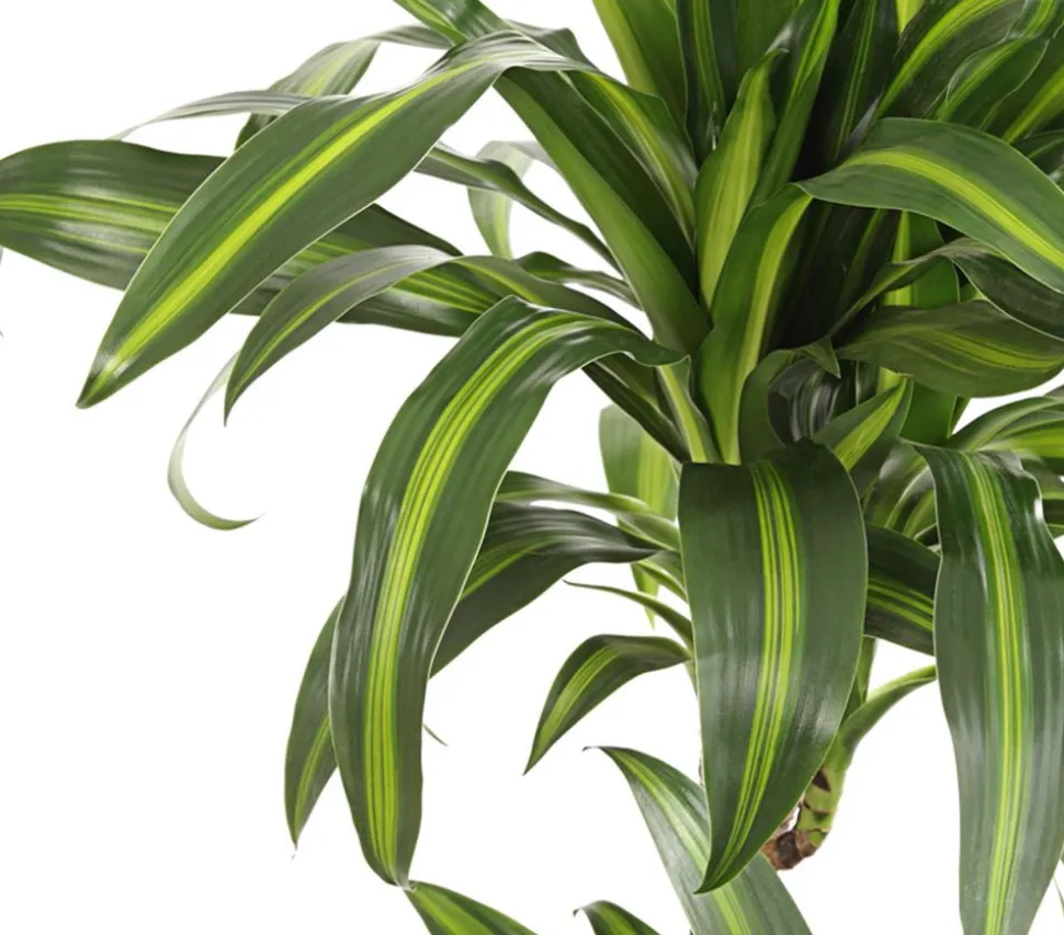 Drachenbaum - Dracaena fragrans 'Hawaiian Sunshine'
