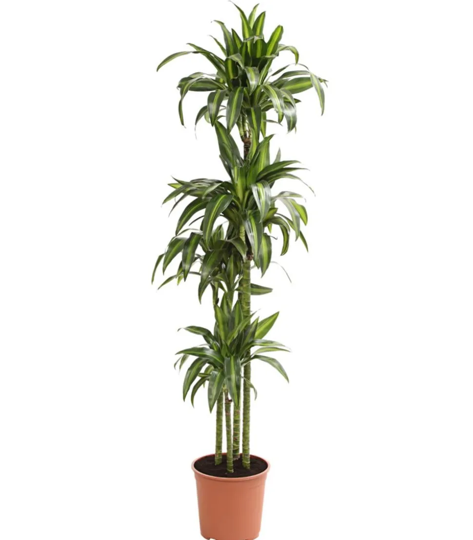 Drachenbaum - Dracaena fragrans 'Hawaiian Sunshine'