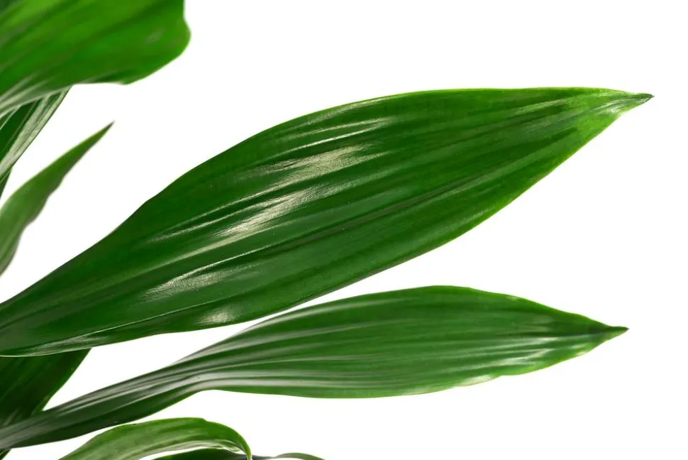 Drachenbaum - Dracaena fragrans 'Green Jewel'