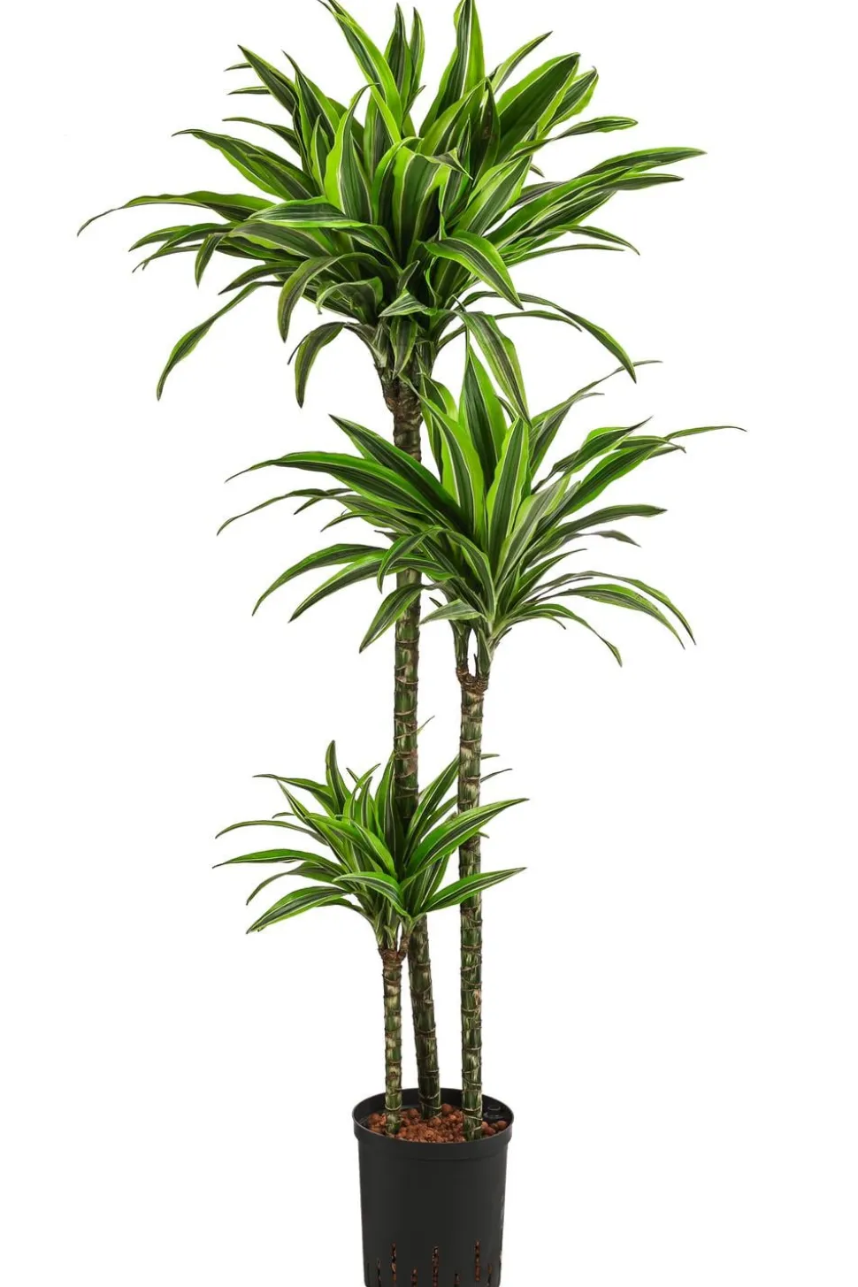 Drachenbaum - Dracaena 'Lemon Lime', Hydrokultur