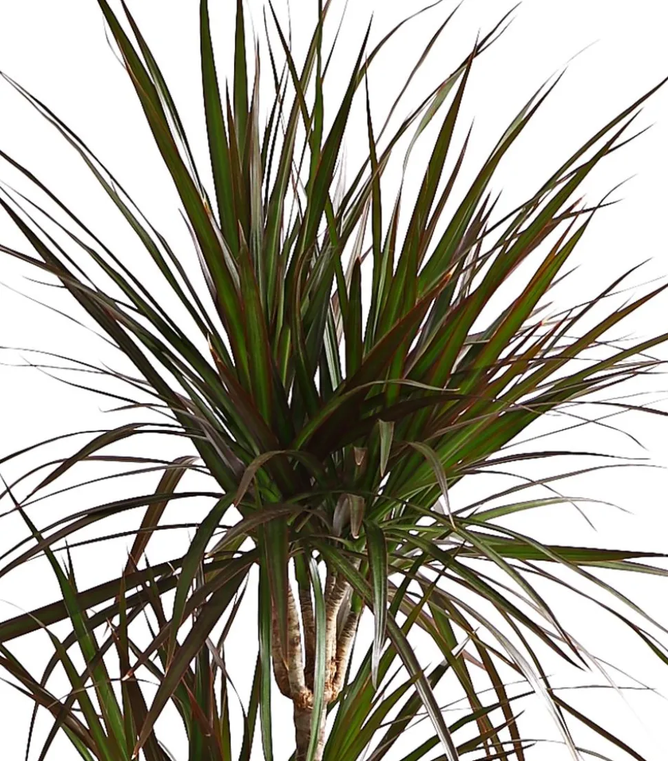Drachenbaum - Dracaena marginata 'Magenta'