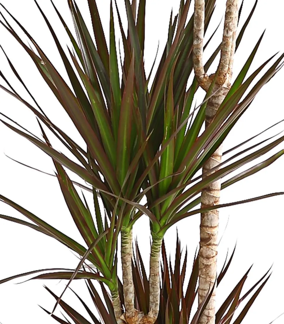Drachenbaum - Dracaena marginata 'Magenta'