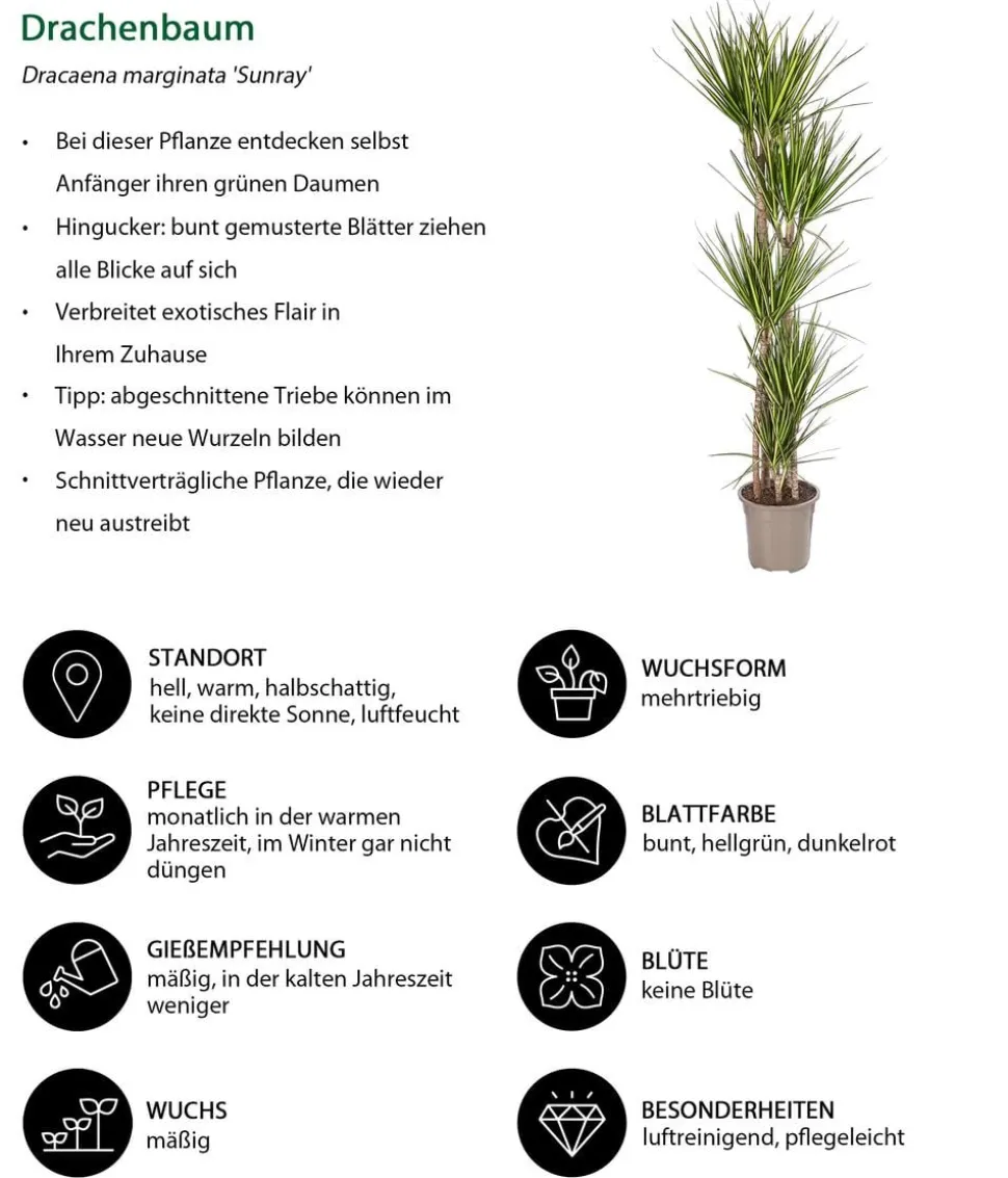 Drachenbaum - Dracaena marginata 'Sunray'