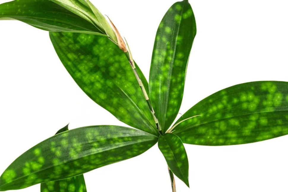 Drachenbaum - Dracaena surculosa, Hydrokultur