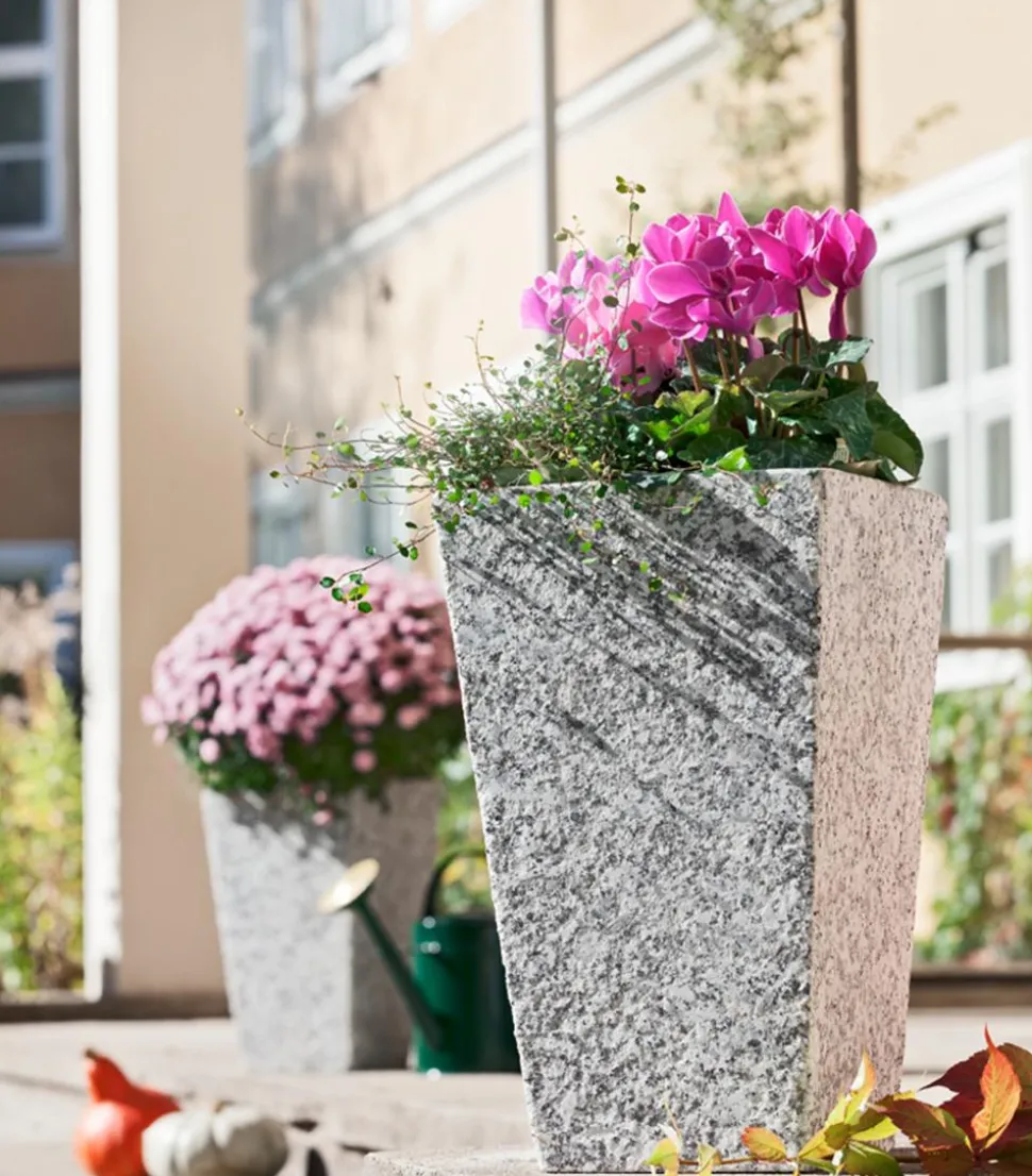 Drahtstrauch - Muehlenbeckia complexa