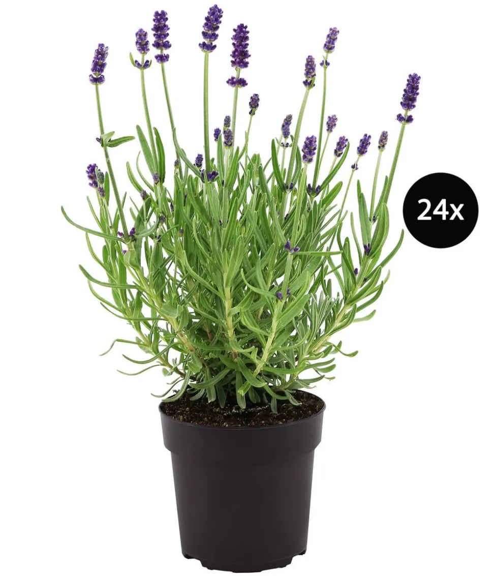 Duftlavendel, 24er-Set