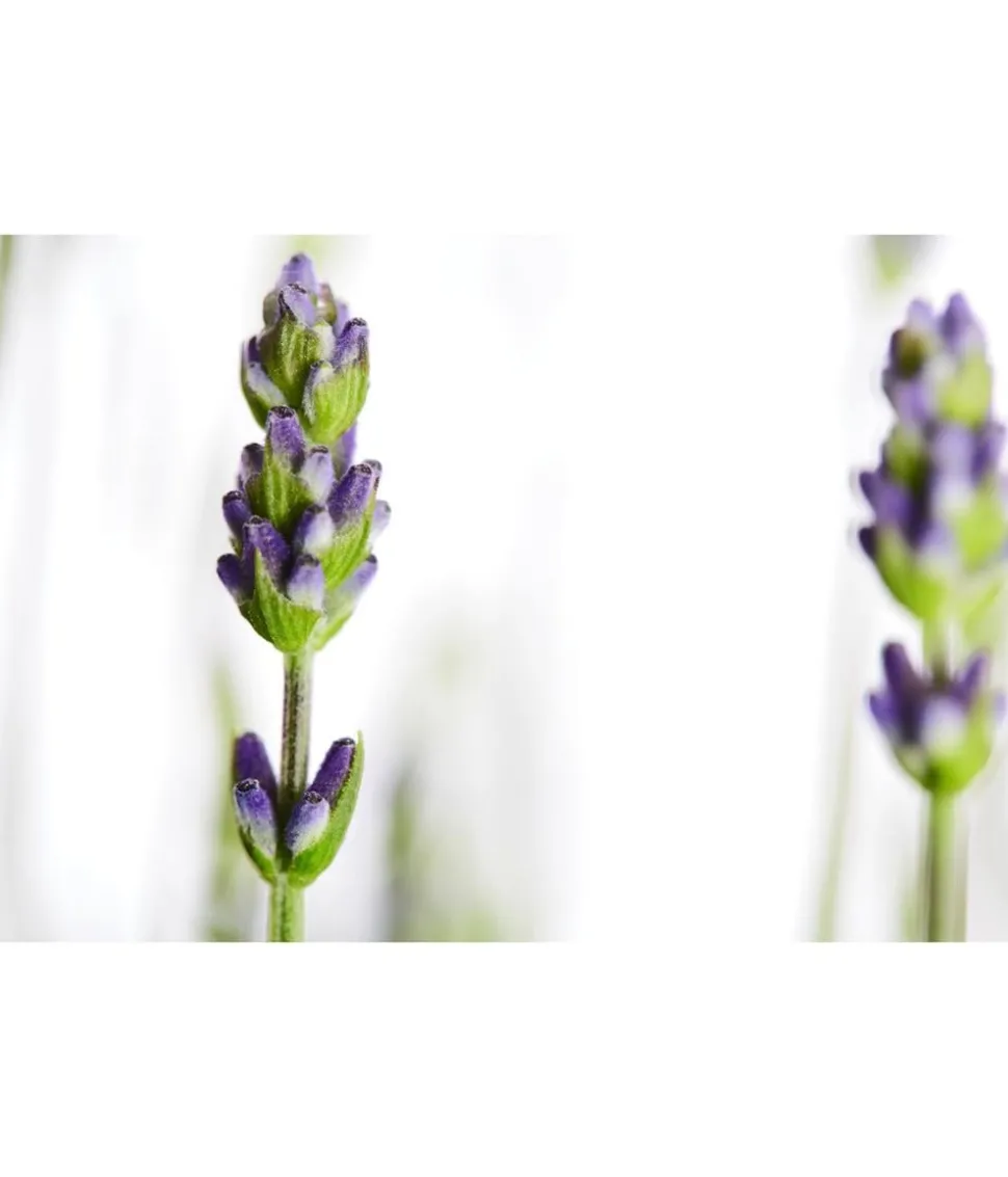 Duftlavendel, 18er-Set