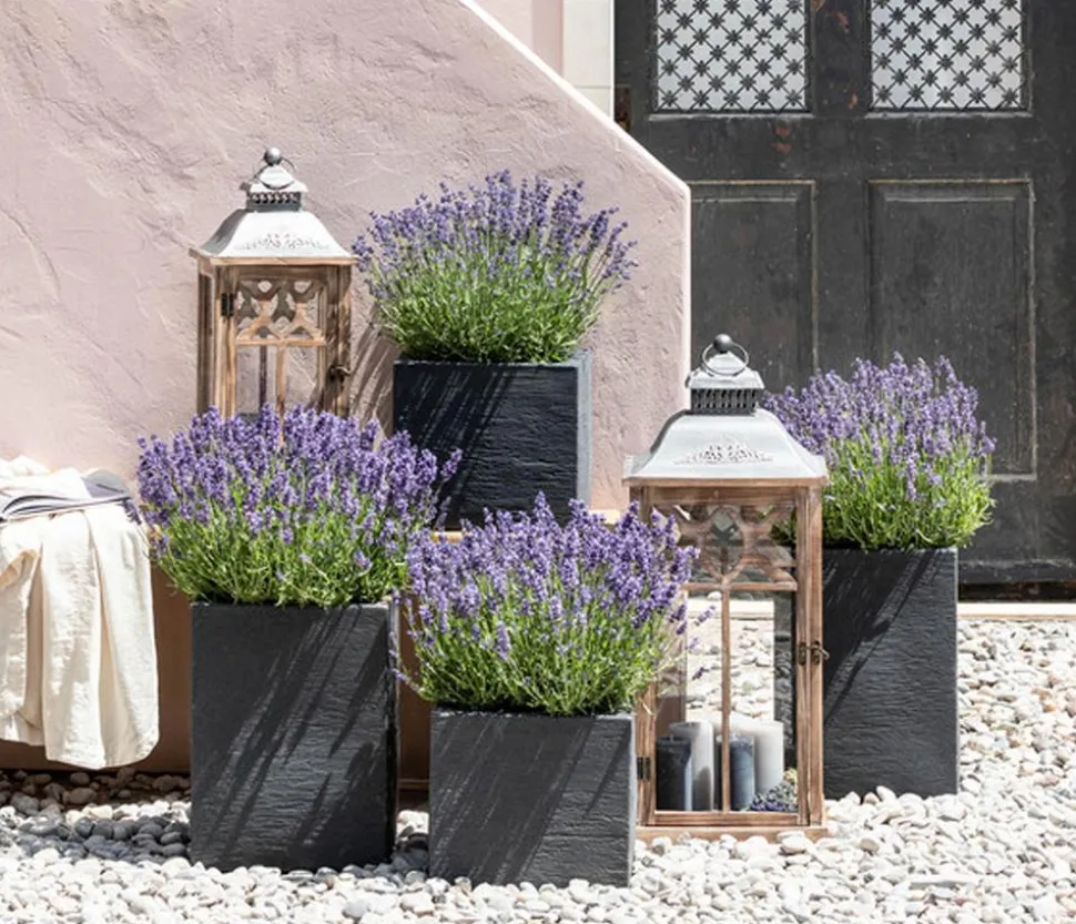 Duft-Lavendel 'Felice', 4er-Set