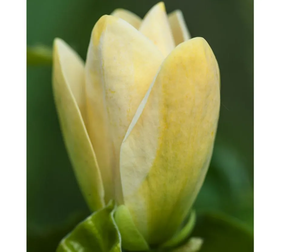 Duft-Magnolie 'Yellow Bird'