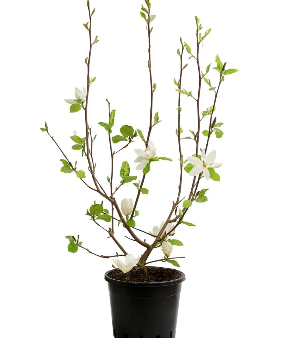 Duft-Magnolie 'Yellow Bird'