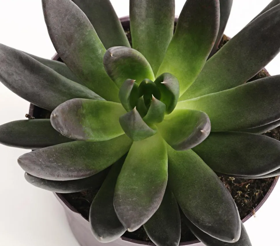 Echeverie - Echeveria Hybride, verschiedene Sorten