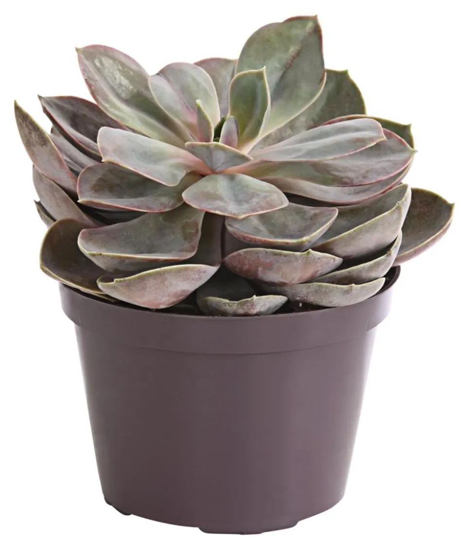 Echeverie - Echeveria Hybride, verschiedene Sorten