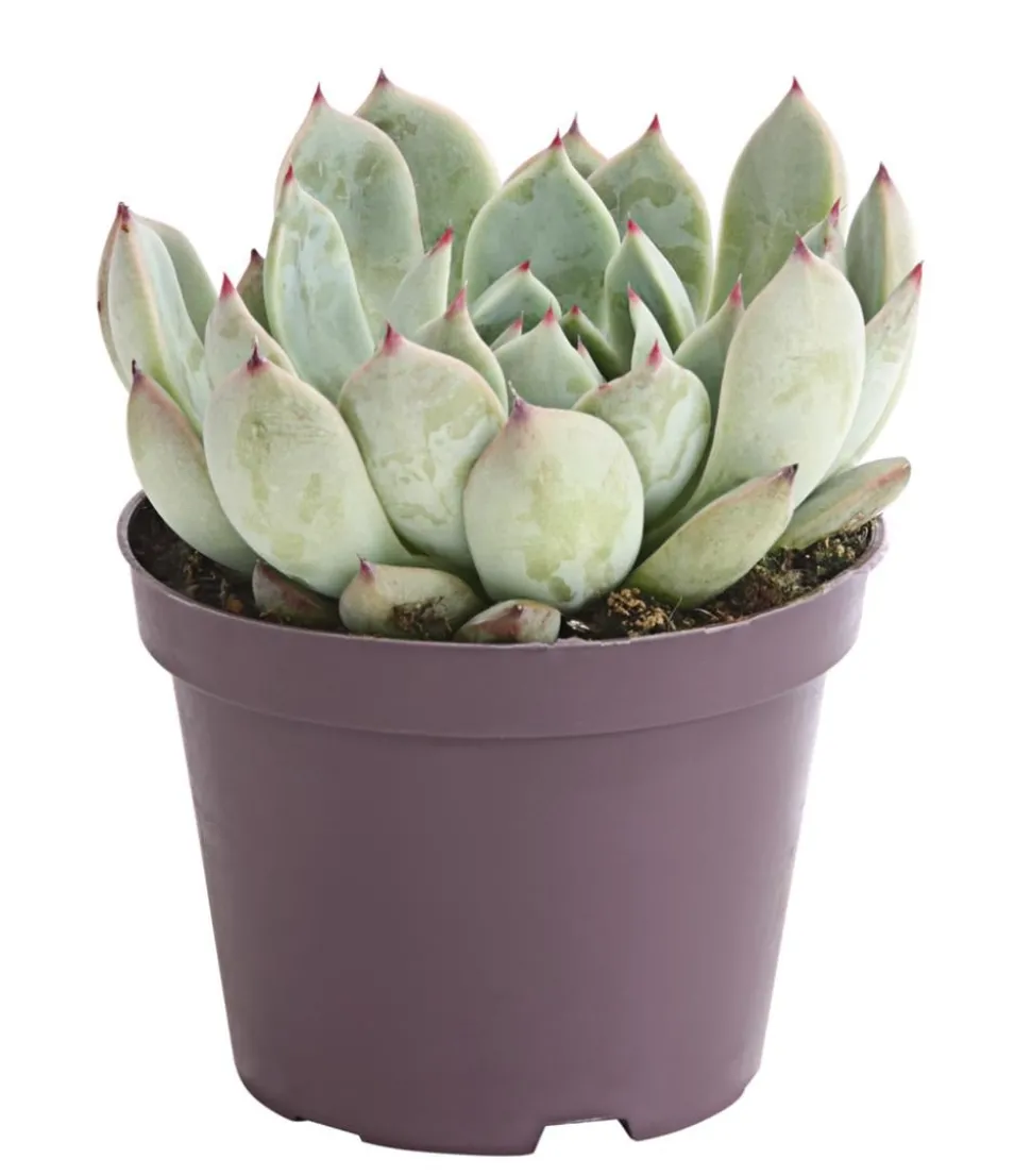 Echeverie - Echeveria Hybride, verschiedene Sorten