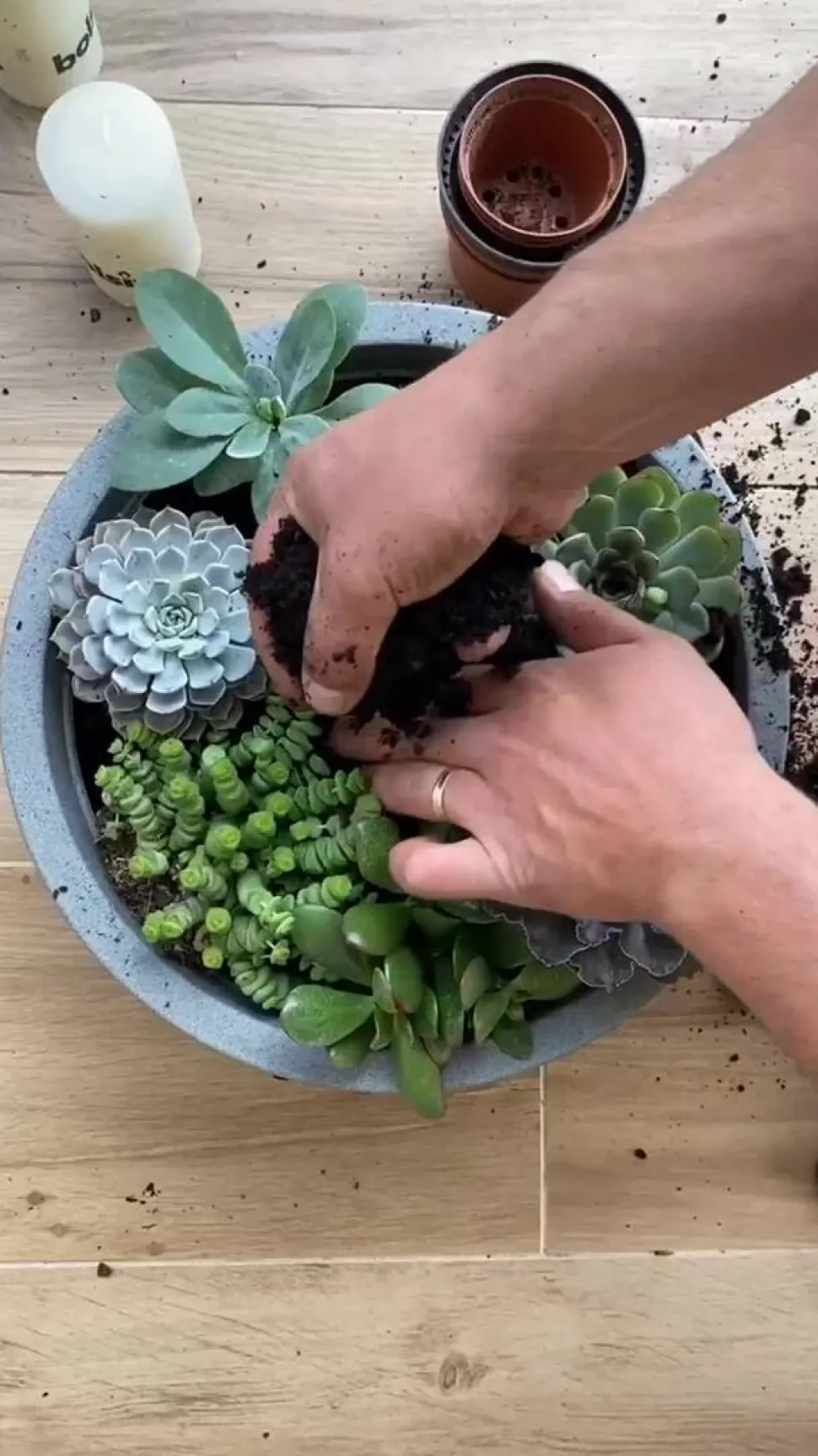 Echeverie - Echeveria Hybride, verschiedene Sorten