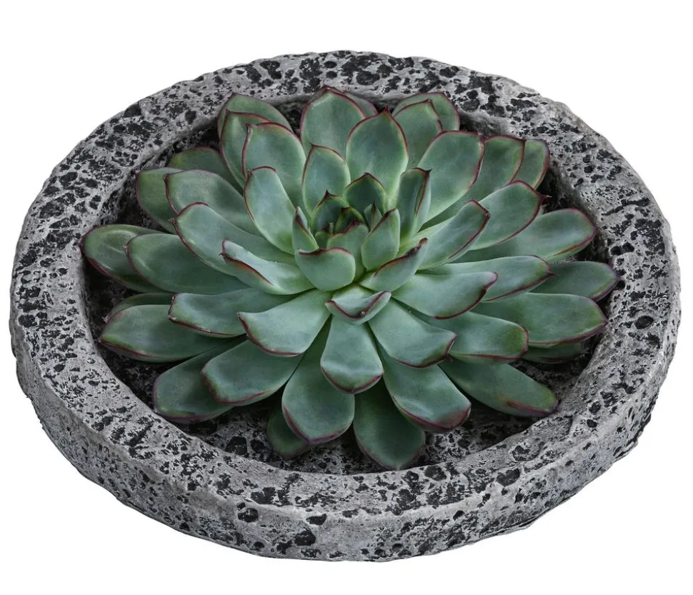 Echeverie - Echeveria in Beton-Schale, ca. Ø20/H8 cm