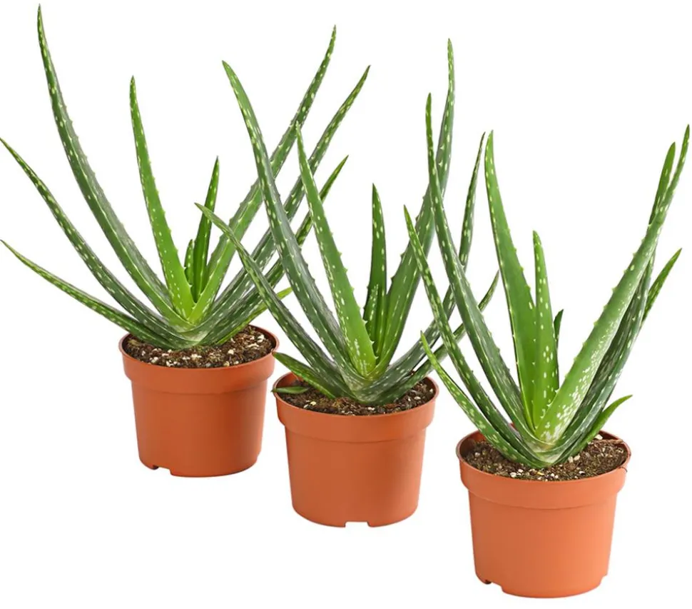 Echte Aloe-Set - Aloe vera