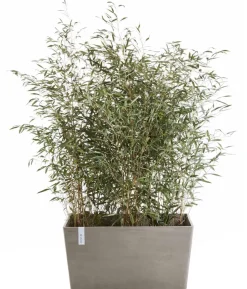 Ecopots Kunststoff-Kasten Paris, rechteckig