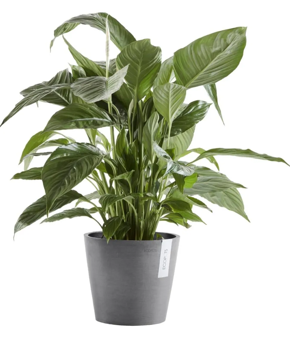 Ecopots Kunststoff-Topf Amsterdam mit Wassersystem, rund