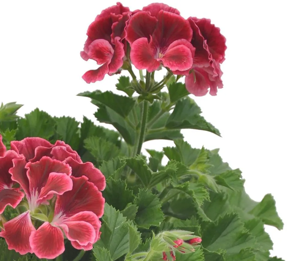 Edelgeranie 'Edle Schönheiten', verschiedene Farben