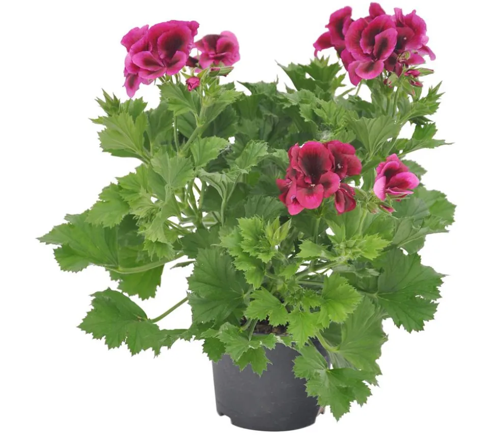 Edelgeranie 'Edle Schönheiten', verschiedene Farben