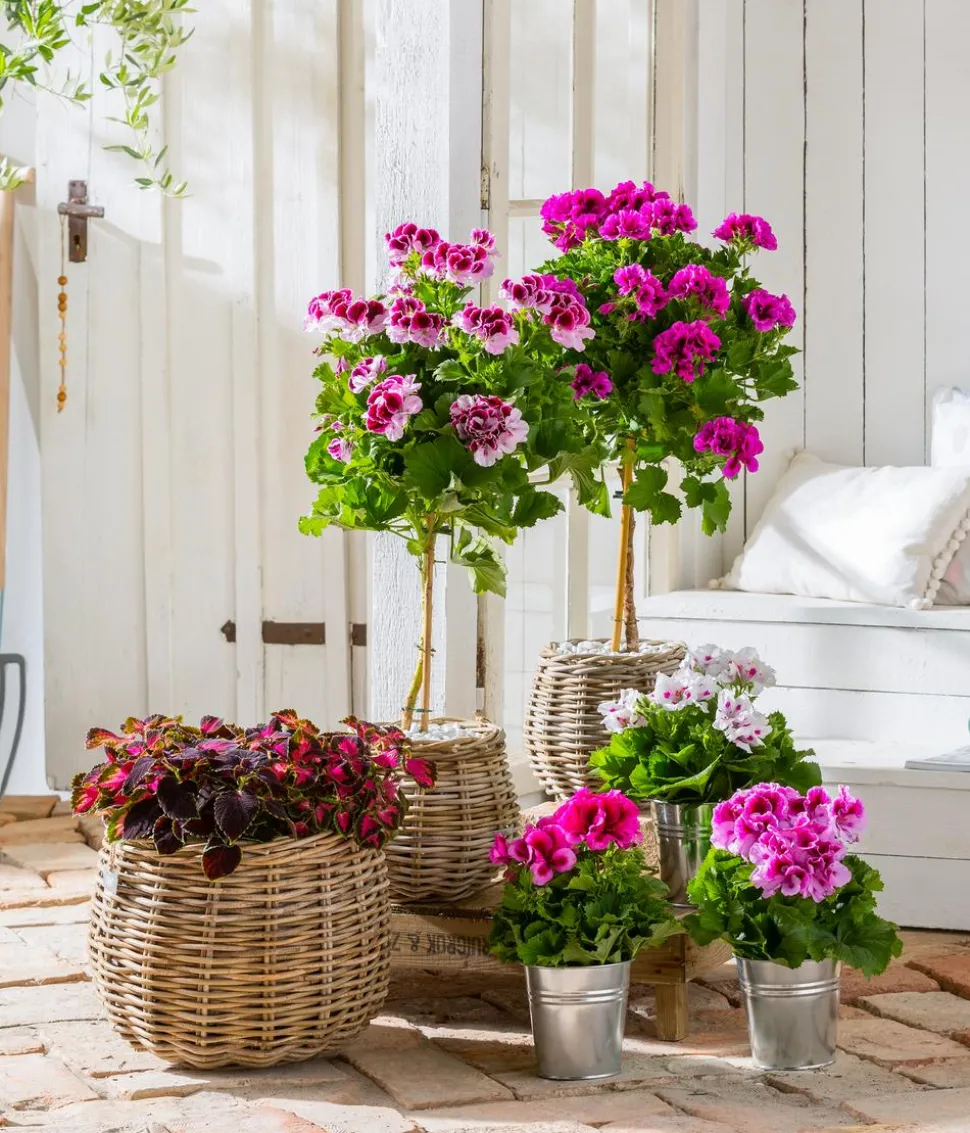 Edelgeranie 'Edle Schönheiten', verschiedene Farben