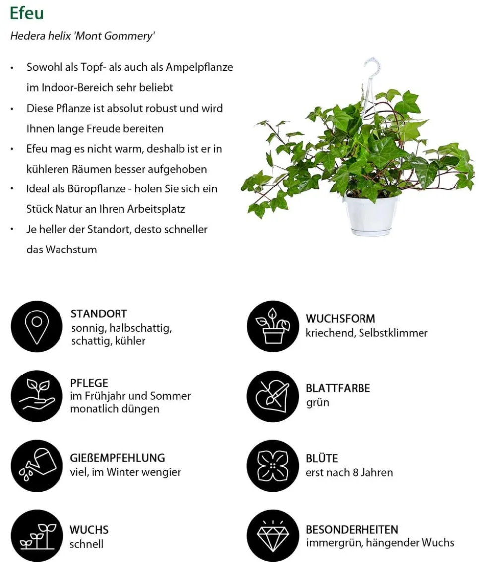 Efeu - Hedera helix 'Mont Gommery'