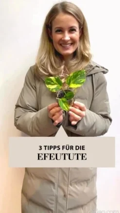 Efeutute - Epipremnum aureum