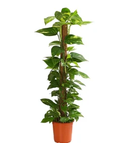Efeutute - Epipremnum aureum am Moosstab