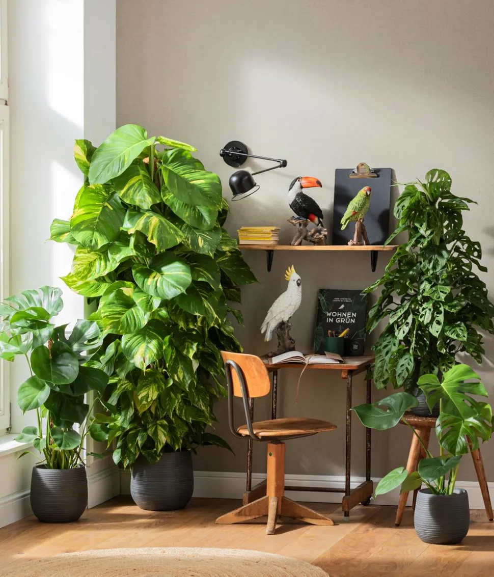 Efeutute - Epipremnum aureum am Moosstab