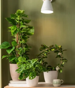 Efeutute - Epipremnum aureum am Moosstab